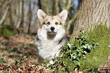 CORGI PEMBROKE 522